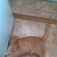 Ильяс Миниахметов