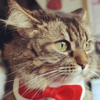 Максим Кузнецов