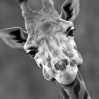 Владислав Скабицкий