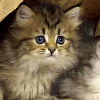 Анна Варданян