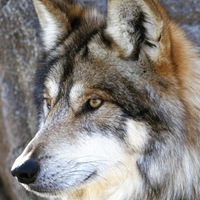 Антон Петрухнов