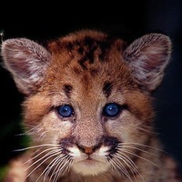 Слава Погодин