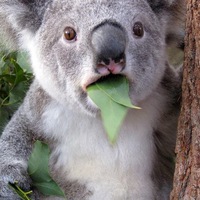 Константин Айвазян