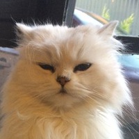 Толя Устинов