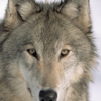 Миша Лагода