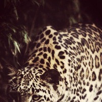 Николай Наумов