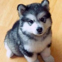 Дария Панасенко