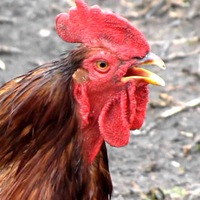 Рустам Наимов