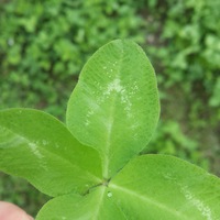 Сергей Муравьёв