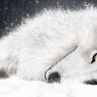 Даниил Чесноков