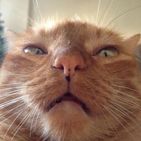 Олег Бондаренко