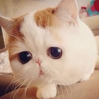 Макс Станюкевич