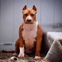 Кирилл Кузьменко