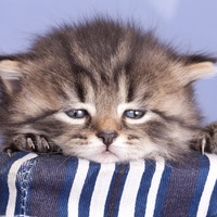 Александр Человеков