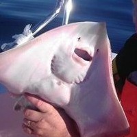 Юрий Линдберг