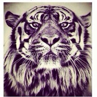 Владимир Акопян