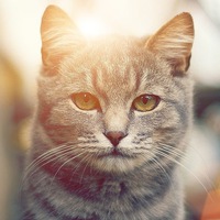 Евгений Воловой