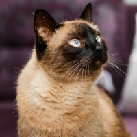 Олег Гоголев