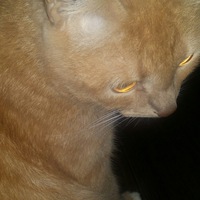 Артём Кирякин