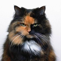 Никита Королёв