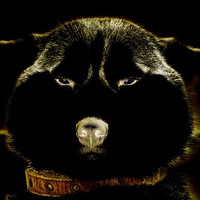 Максим Кольцов