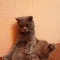 Максим Подгорный