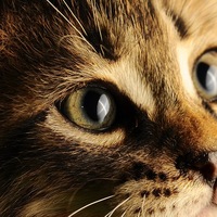 Кирилл Апальков