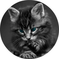Саша Король