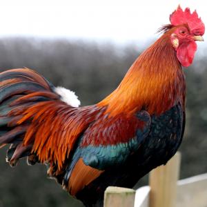 Pavlik