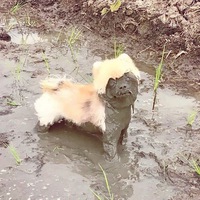 Змей Каа