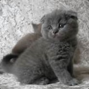 Котик(1)