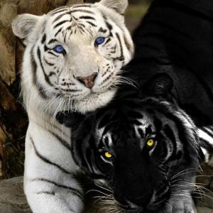 black_tiger