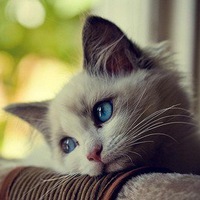 Игорь Вайсберг