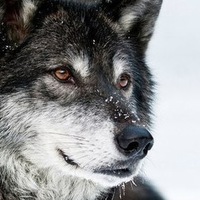 Андрей Замякин