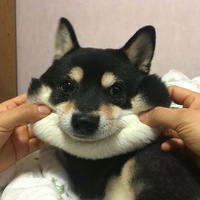 Даниил Янковский
