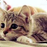 FORCEDROP.net Котик™
