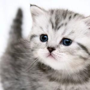 Котик