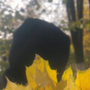 Mozg