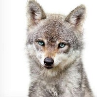 Анатолий Митюков