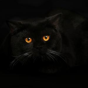 Black_cat