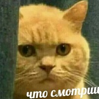 Евгений Котов