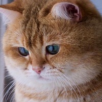 Ваня Приходько
