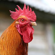 115