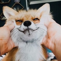 MiniKotik