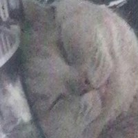 Дмитрий Короленко