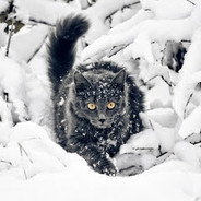 Cat | YKT