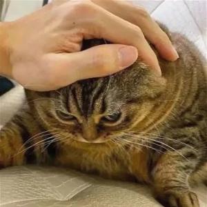 Fat_Cat
