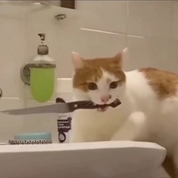 Макс Котаров