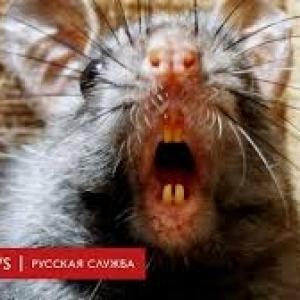 kavertv