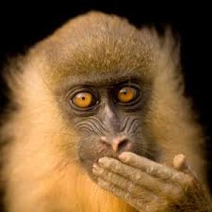 Максим Шостаков